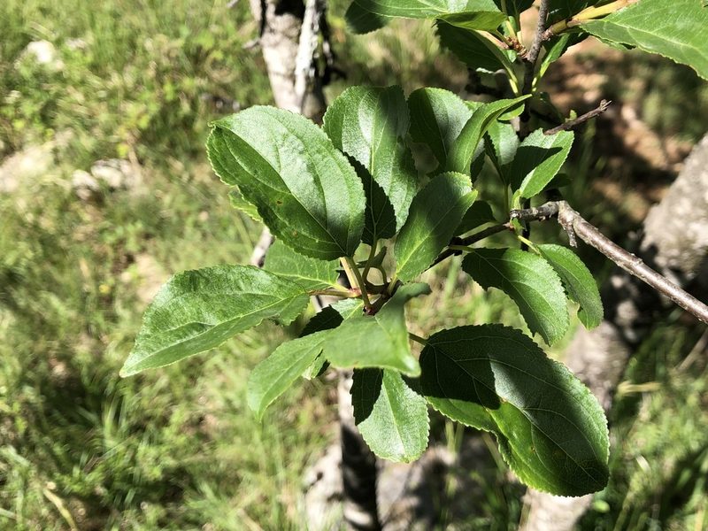 Rhamnus cathartica, photographed by Jason Grant