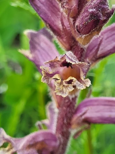 Orobanche owerinii, photographed by Jacek Pietruszewski