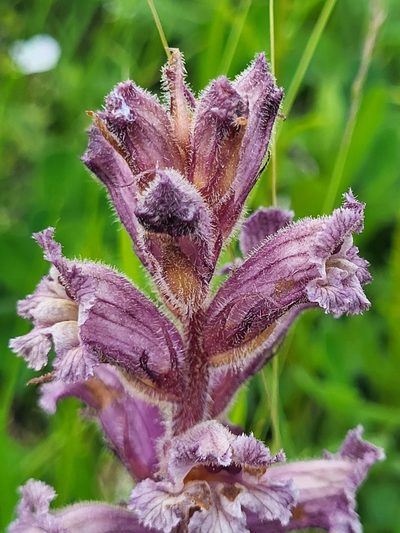 Orobanche owerinii, photographed by Jacek Pietruszewski