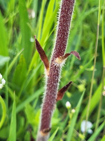 Orobanche owerinii, photographed by Jacek Pietruszewski
