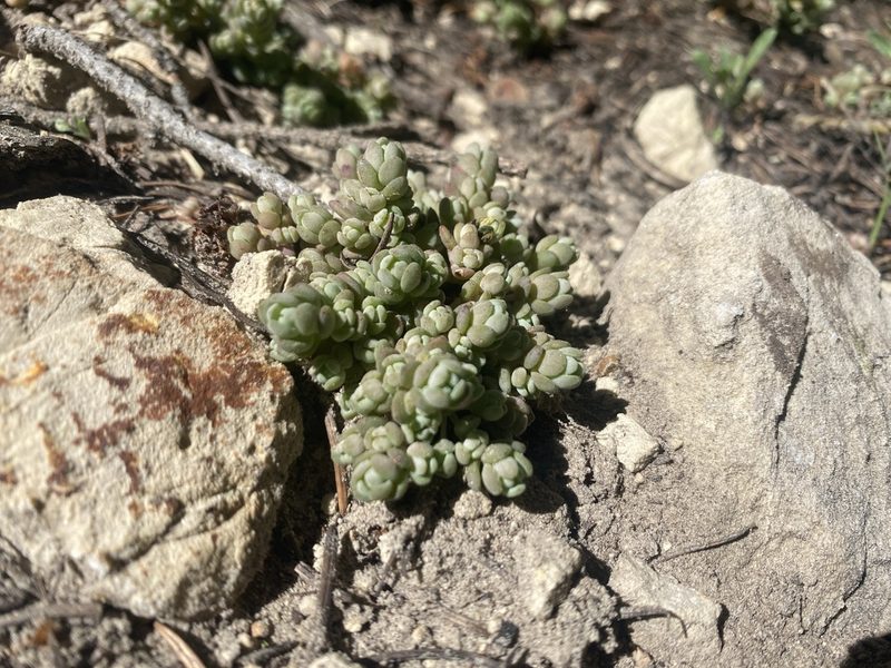 Sedum debile, photographed by Elana Feldman