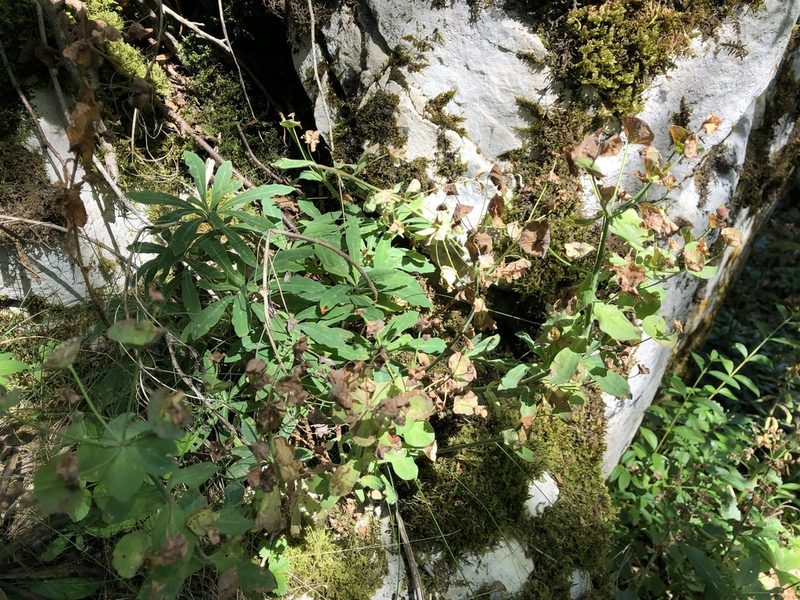 Euphorbia amygdaloides, photographed by Jason Grant