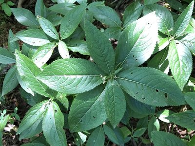 Mercurialis perennis, photographed by Jason Grant