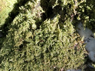 Ctenidium molluscum, photographed by Jason Grant