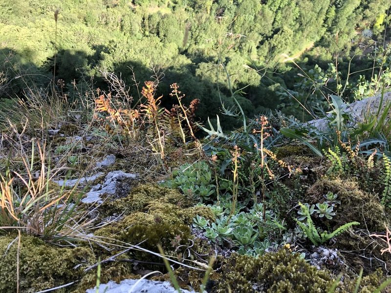 Saxifraga paniculata, photographed by Jason Grant