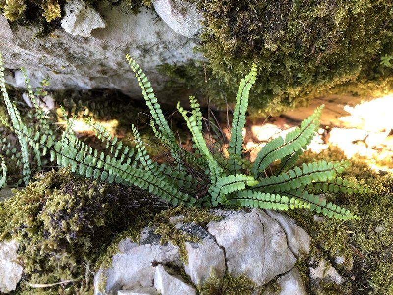 Asplenium trichomanes, photographed by Jason Grant