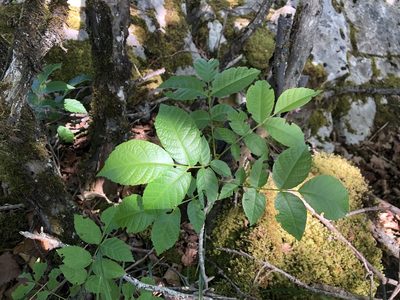 Fraxinus excelsior, photographed by Jason Grant