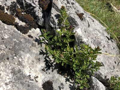 Teucrium chamaedrys, photographed by Jason Grant