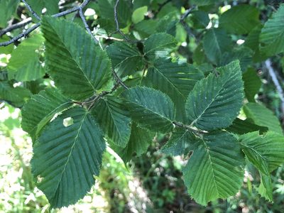 Carpinus betulus, photographed by Jason Grant