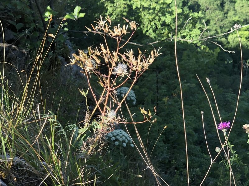 Lactuca perennis, photographed by Jason Grant