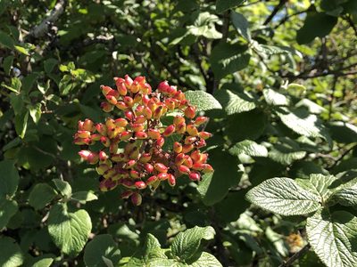 Viburnum lantana, photographed by Jason Grant