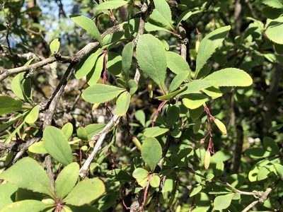 Berberis vulgaris, photographed by Jason Grant