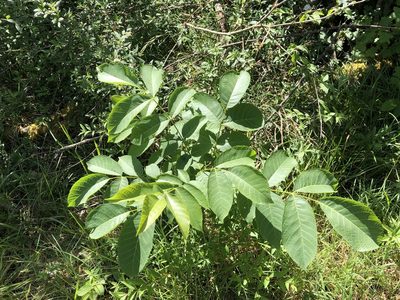 Juglans regia, photographed by Jason Grant