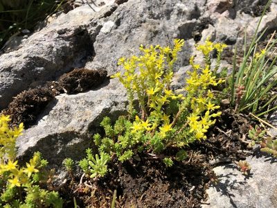 Sedum sexangulare, photographed by Jason Grant