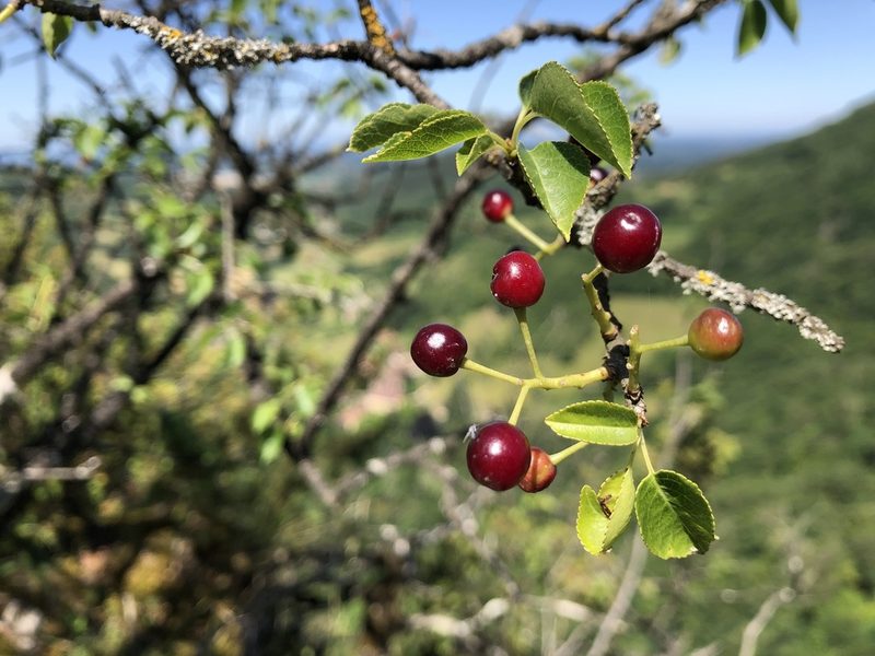 Prunus mahaleb, photographed by Jason Grant