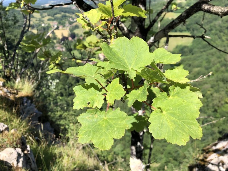 Acer opalus, photographed by Jason Grant