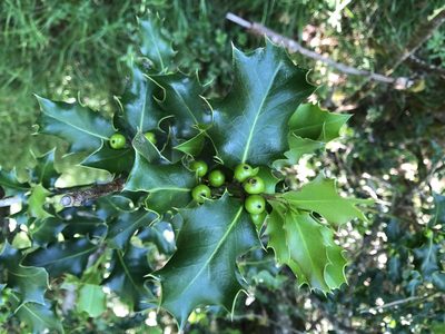 Ilex aquifolium, photographed by Jason Grant