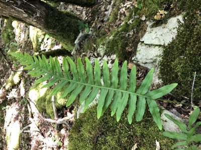 Polypodium vulgare, photographed by Jason Grant