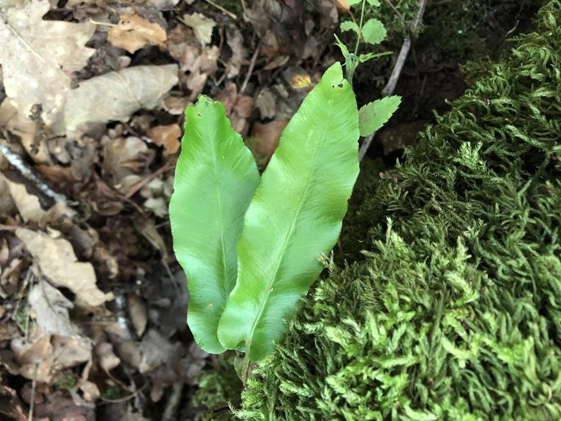 Asplenium scolopendrium, photographed by Jason Grant