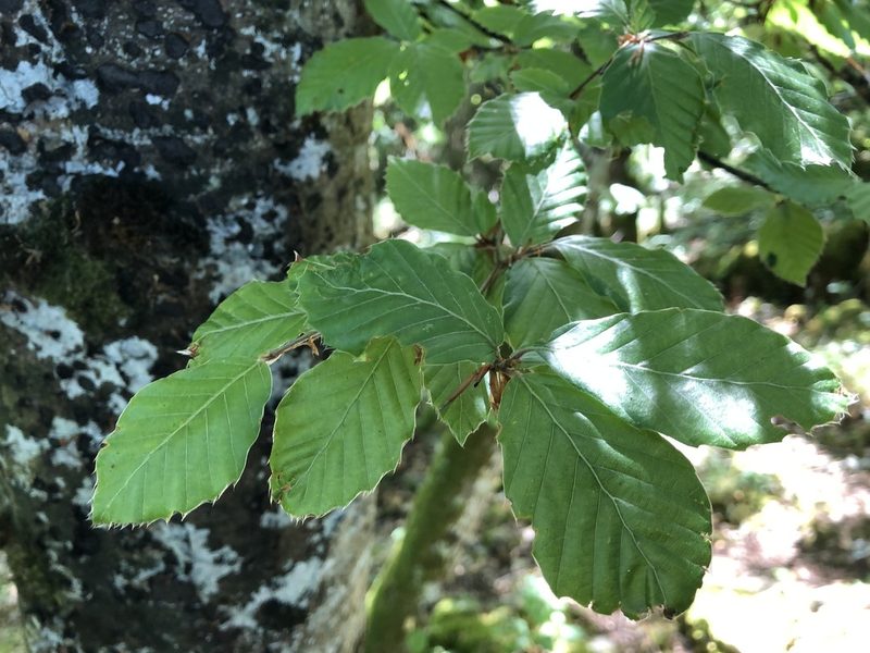 Fagus sylvatica, photographed by Jason Grant