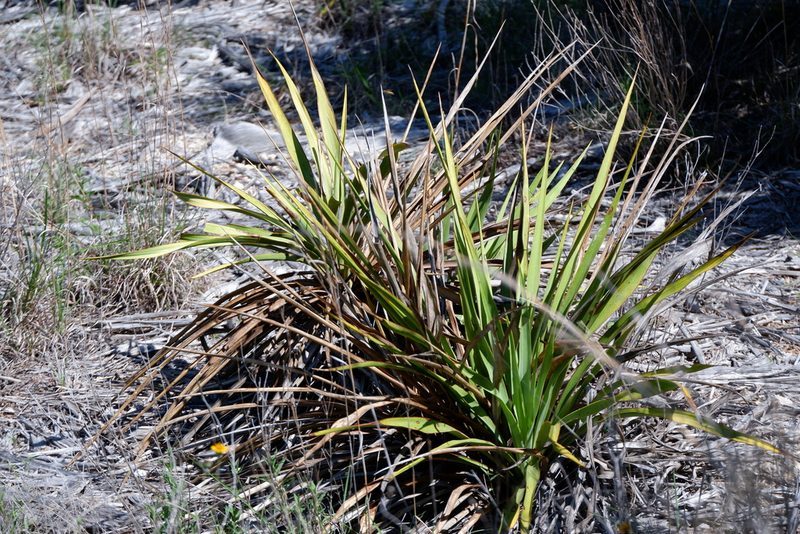 Yucca rupicola, photographed by Bonnie Semmling