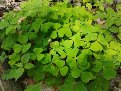 Oxalis acetosella, photographed by aga_l_