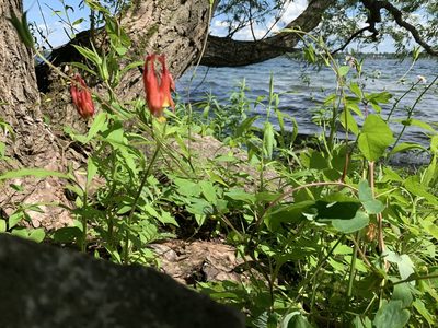 Aquilegia canadensis, photographed by Kerry Williams