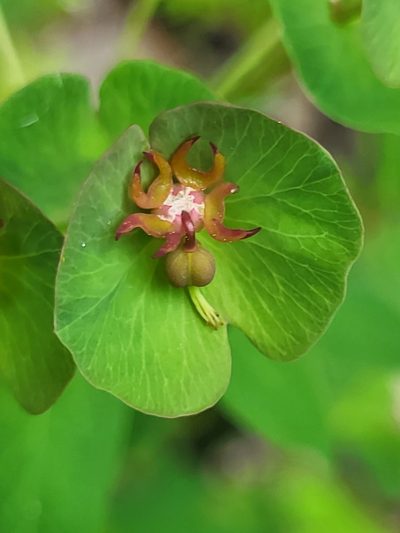 Euphorbia oblongifolia, photographed by Jacek Pietruszewski