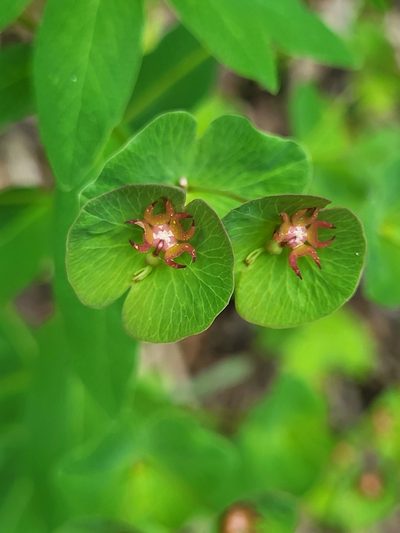 Euphorbia oblongifolia, photographed by Jacek Pietruszewski