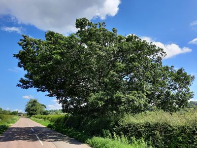 Quercus robur, photographed by Lisa Phipps
