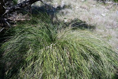 Nolina texana