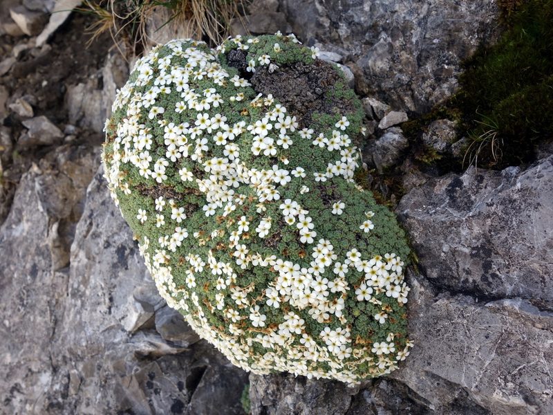 Androsace helvetica, photographed by Wolfgang Jauch