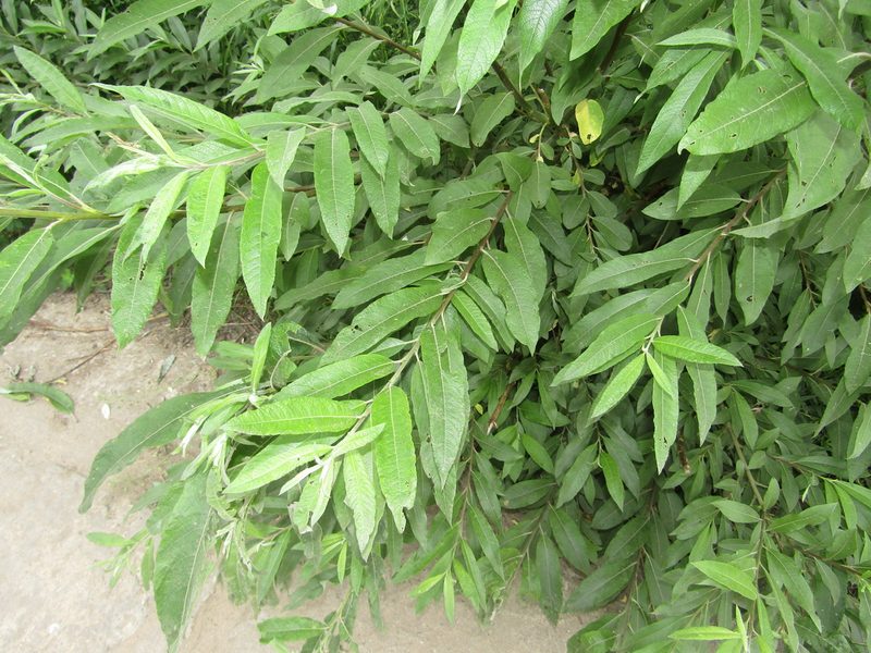 Salix gmelinii, photographed by snaily_naily