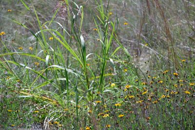 Sorghum halepense, photographed by Bonnie Semmling