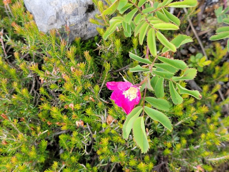 Rosa pendulina, photographed by Elias