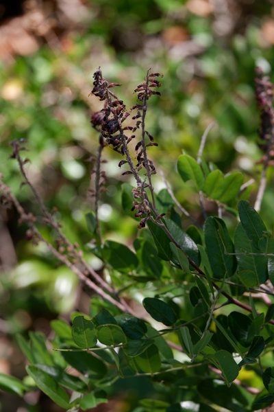 Amorpha roemeriana, photographed by Bonnie Semmling