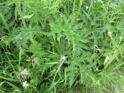 Heracleum sibiricum, photographed by snaily_naily