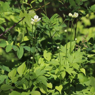 Anemone virginiana, photographed by Mark Apgar