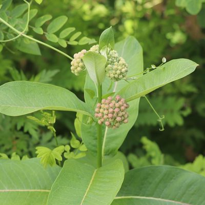 Asclepias syriaca, photographed by Mark Apgar