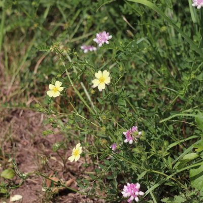 Potentilla recta, photographed by Mark Apgar