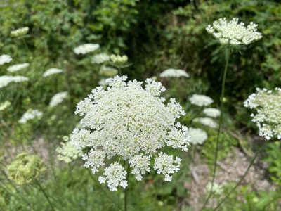 Daucus carota, photographed by Chris Range