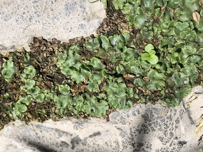 Marchantia polymorpha, photographed by Jason Grant