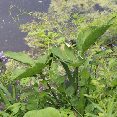 Arisaema triphyllum, photographed by Mark Apgar
