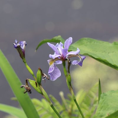 Iris versicolor, photographed by Mark Apgar
