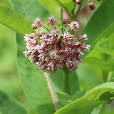 Asclepias syriaca, photographed by Mark Apgar