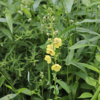 Verbascum blattaria, photographed by Mark Apgar