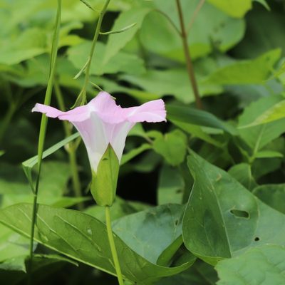 Calystegia sepium, photographed by Mark Apgar