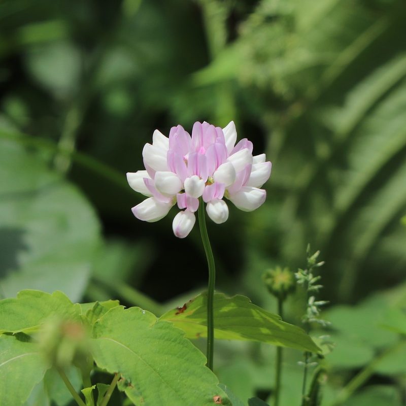 Coronilla varia, photographed by Mark Apgar