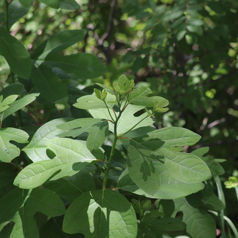 Sassafras albidum, photographed by Mark Apgar