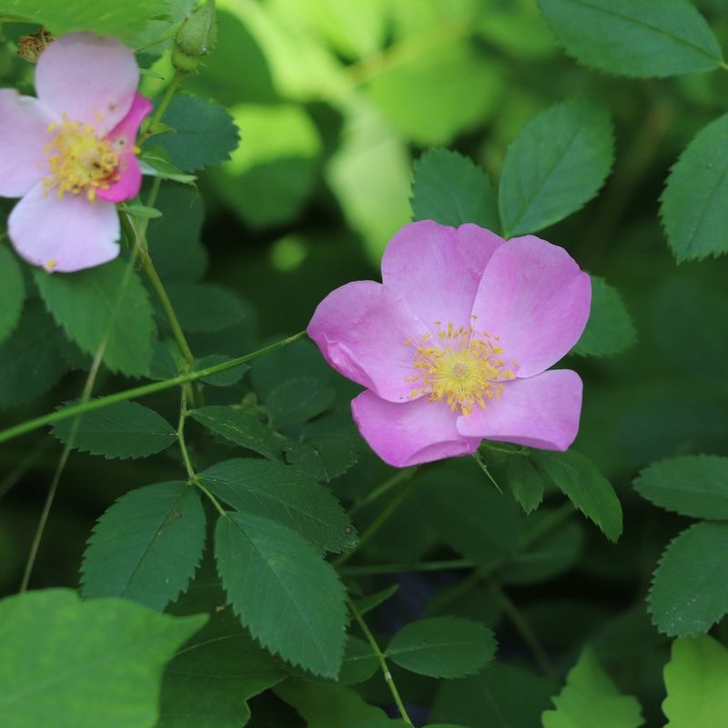 Rosa virginiana, photographed by Mark Apgar